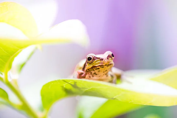 비오는 날귀여운 개구리가 — 스톡 사진