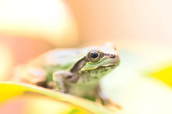 Um sapo bonito em um dia chuvoso — Fotografia de Stock