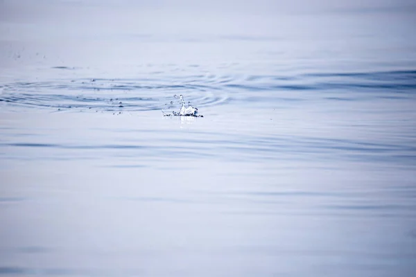 Fiskeregler som verkar på vattenytan — Stockfoto