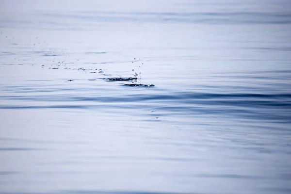 Señuelos de pesca que actúan sobre la superficie del agua —  Fotos de Stock