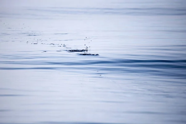 Señuelos de pesca que actúan sobre la superficie del agua —  Fotos de Stock