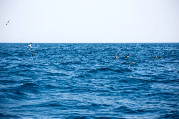 Fiskeregler som verkar på vattenytan — Stockfoto