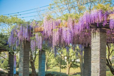 Fukuoka, Japonya 'daki Ohori Park' ta Wisteria çiçeği.