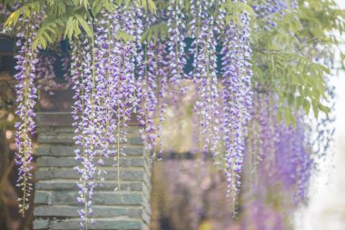 Fukuoka, Japonya 'daki Ohori Park' ta Wisteria çiçeği.