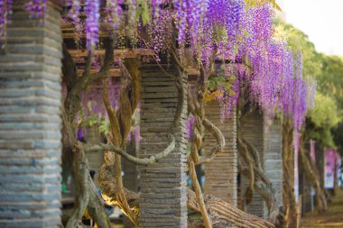 Fukuoka, Japonya 'daki Ohori Park' ta Wisteria çiçeği.