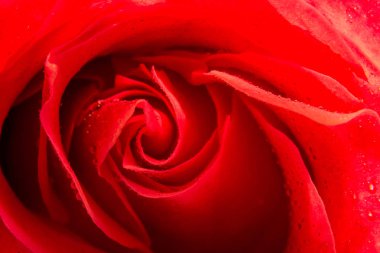 Odada güzel çiçekler var.