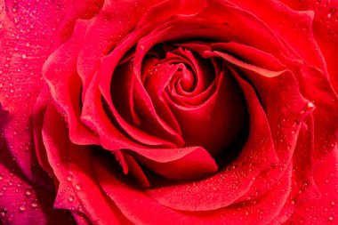 Odada güzel çiçekler var.