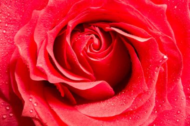 Odada güzel çiçekler var.