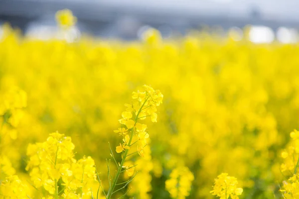福岡県の日本の田舎の春の風景 — ストック写真