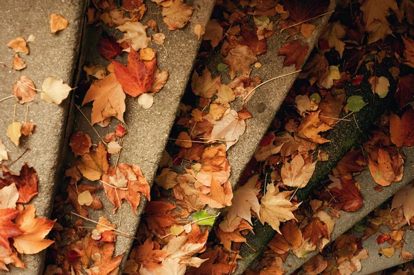 Staircase Covered Leaves — Stock Photo, Image