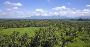 Bali pirinç alan ve orman palmiye ağacı çiftliği volcano Agung tarım manzara arka planda ile çarpıcı güzel manzara havadan görünümü