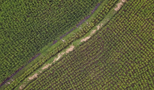 Пташиного польоту вистрілив з drone азіатських Ubud сільських ландшафтів регіону органічних зелені рисових полів на острові Балі в Індонезії в працюючому органічних врожаю — стокове фото