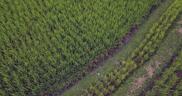 Luftaufnahme mit Drohne der asiatischen Ubud ländlichen Landschaft von grünen Bio-Reisfeldern auf der Insel Bali in Indonesien in der Landwirtschaft Bio-Ernte — Stockfoto