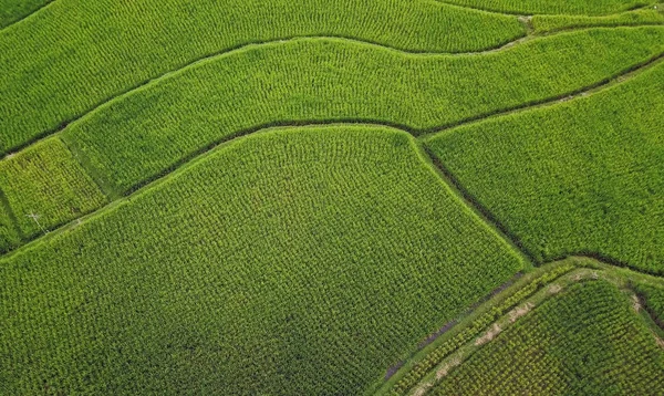 Пташиного польоту вистрілив з drone азіатських Ubud сільських ландшафтів регіону органічних зелені рисових полів на острові Балі в Індонезії в працюючому органічних врожаю — стокове фото