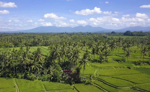 Gyönyörű táj lenyűgöző légi felvétel Bali rizs mező és a dzsungel palm tree farm Agung vulkán a háttérben, a festői mezőgazdasági — Stock Fotó