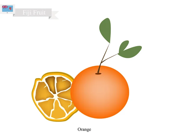 鲜橙色，斐济受欢迎的水果 — 图库矢量图片