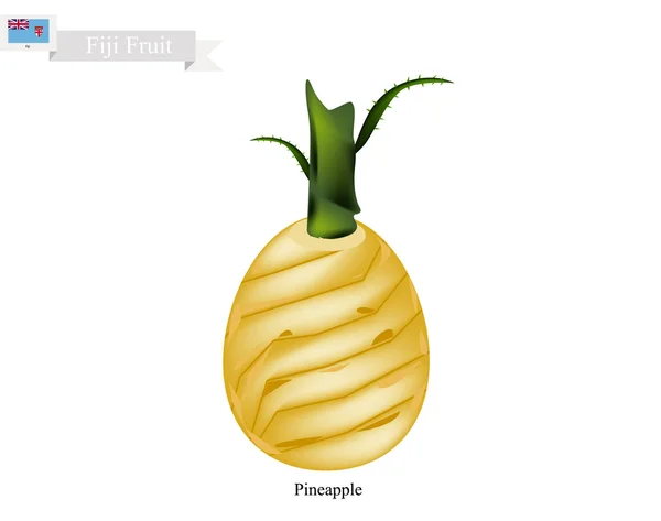 Piña fresca, una fruta famosa en Fiyi — Archivo Imágenes Vectoriales