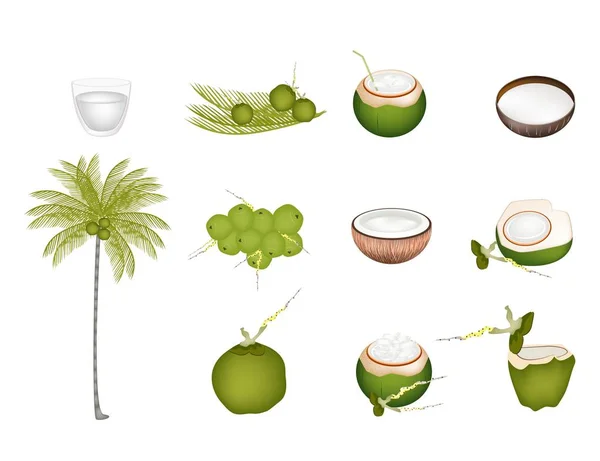 Set of Palm Tree with Green Coconuts — Stock Vector