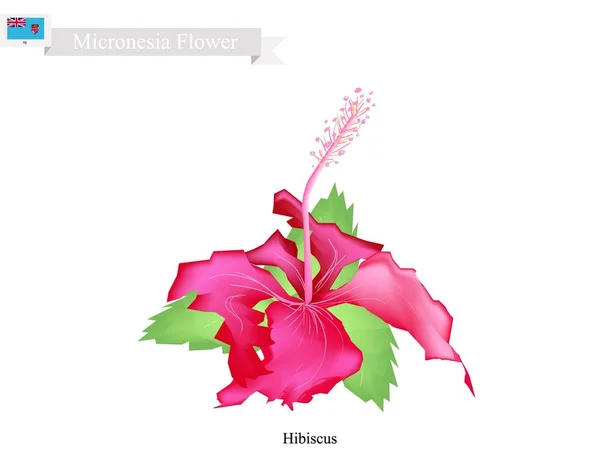 Flor popular de los Estados Federados de Micronesia, Hibiscus Flowers — Vector de stock