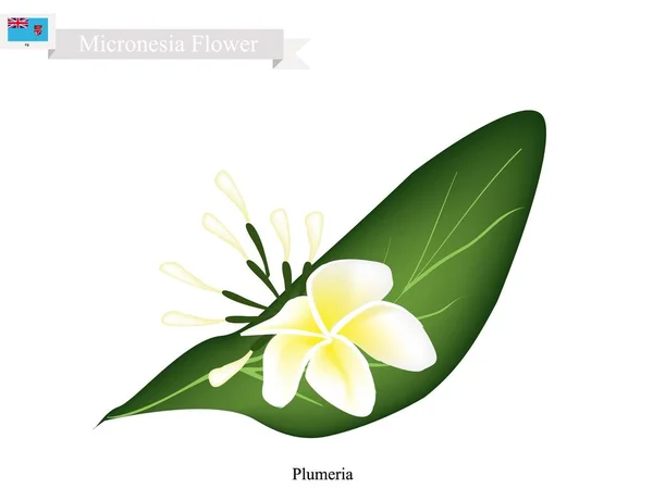 Plumeria Frangipanis, La Flor Nacional en Micronesia — Vector de stock