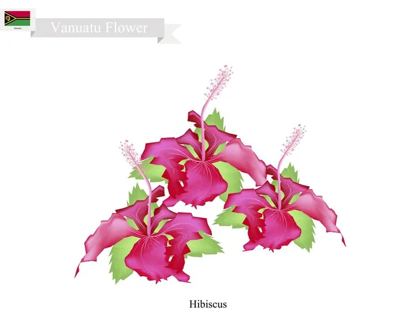 Flor Nacional de Vanuatu, Las Flores de Hibisco — Vector de stock