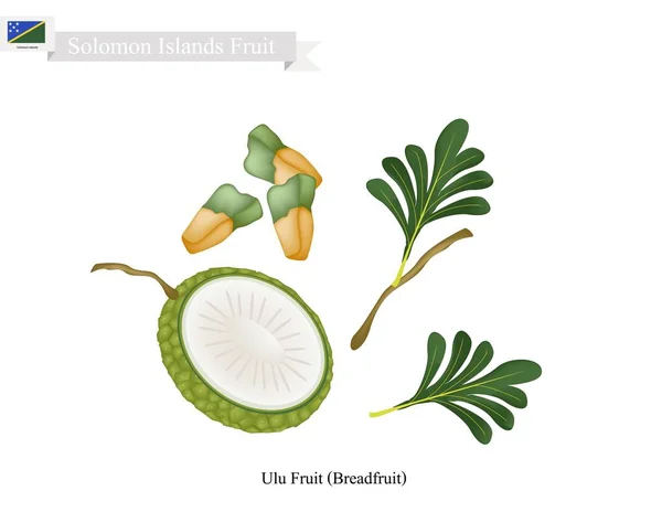 Breadfruit, A Native Fruit in Solomon Islands — Stock Vector