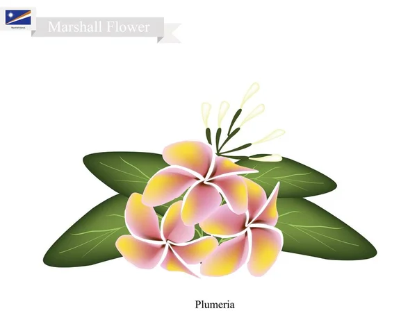 Plumeria, The National Flower in Marshall Islands — Stock Vector