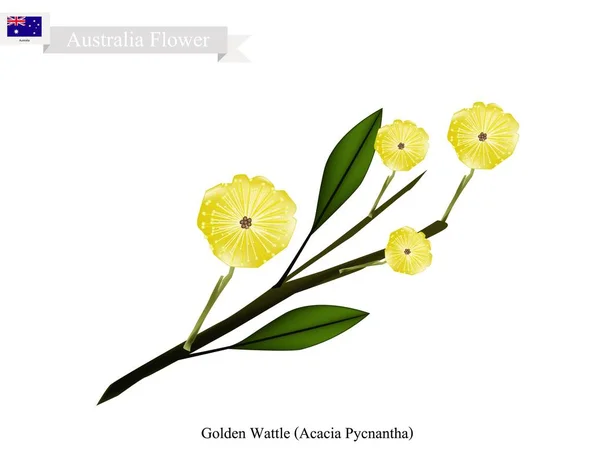 Altın Wattle, Avustralya Ulusal çiçeği — Stok Vektör