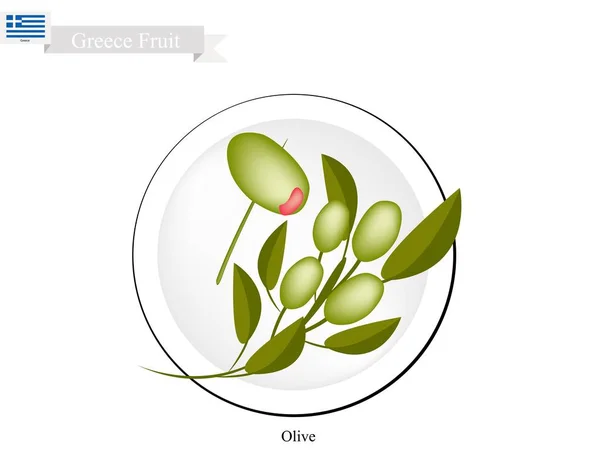 Ripe Olive, A Popular Fruit in Greece — Stock Vector