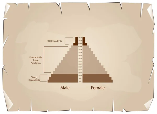 Detalle de las pirámides de población Los gráficos dependen de la edad — Archivo Imágenes Vectoriales