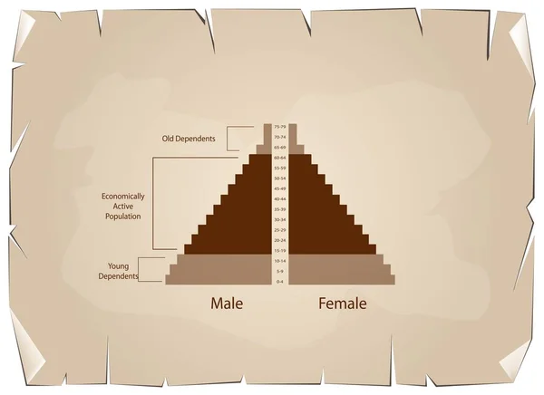 Dettaglio delle piramidi demografiche I grafici dipendono dall'età — Vettoriale Stock