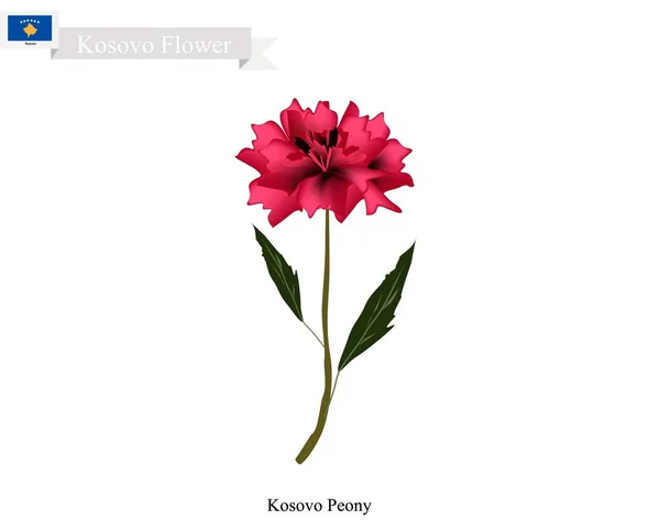 Flores de Peonía, La Flor Nacional de Kosovo — Vector de stock