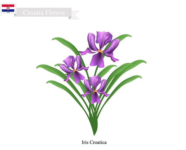 Iris Croatica Flowers, La Flor Nacional de Croacia — Vector de stock