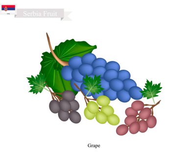 Olgun üzüm, Sırbistan için popüler bir meyve