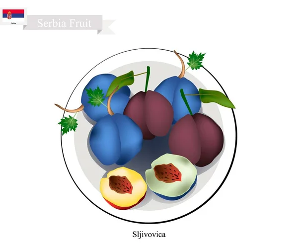 Ameixa, uma das frutas mais populares da Sérvia — Vetor de Stock