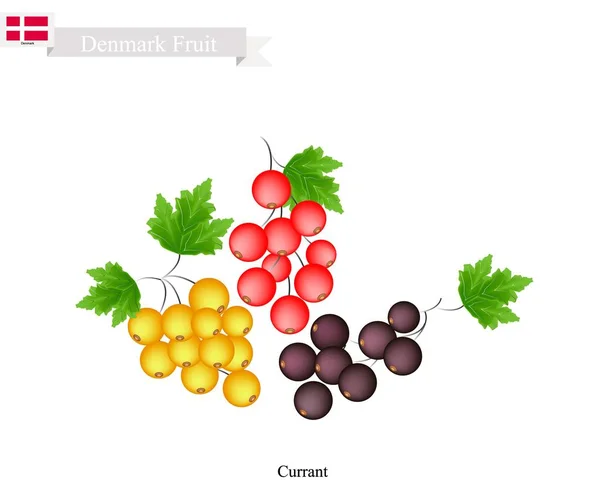 Grosella blanca, negra y roja, fruta popular de Dinamarca — Vector de stock