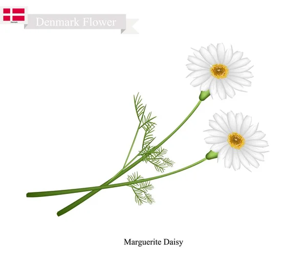마가렛 데이지, 덴마크의 국가 꽃 — 스톡 벡터