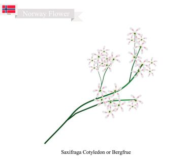 Saxifraga Cotyledon, Norveç'in yerli çiçek