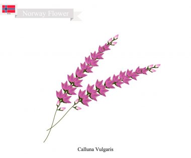 Mor Calluna Vulgaris, Norveç'in yerli çiçek