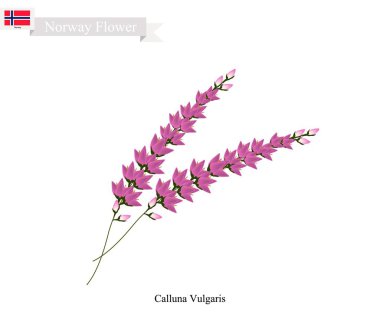 Purple Calluna Vulgaris, The Native Flower of Norway clipart