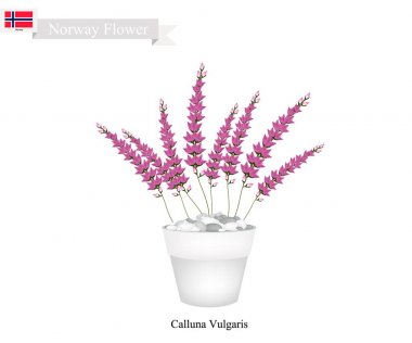 Mor Calluna Vulgaris, Norveç'in yerli çiçek