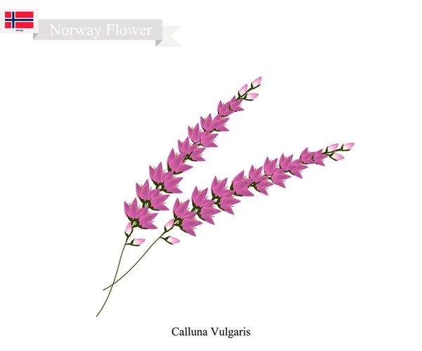 Mor Calluna Vulgaris, Norveç'in yerli çiçek — Stok Vektör
