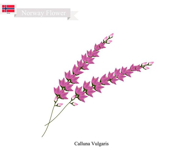 Purple Calluna Fugaris, The Native Flower of Norway
