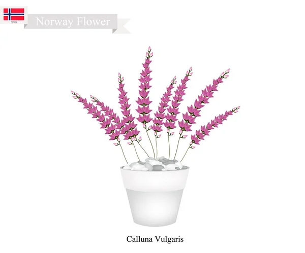 Calluna Vulgaris púrpura, la flor nativa de Noruega — Vector de stock