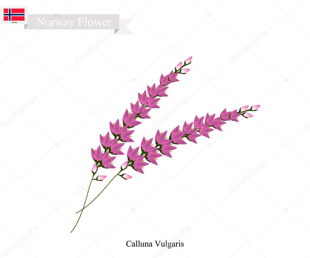 Purple Calluna Vulgaris, The Native Flower of Norway