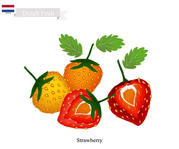 Φρέσκα φράουλες, τα δημοφιλή φρούτα από Ολλανδία — Διανυσματικό Αρχείο