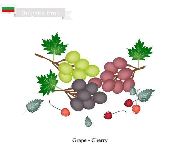 Raisins mûrs et cerises, fruits populaires en Bulgarie — Image vectorielle
