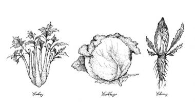 Hand Drawn of Celery, Cabbage and Chicory clipart
