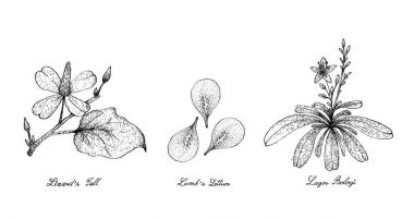 Hand Drawn of Lizard's Tail, Lamb's Lettuce and Lagos Bologi clipart