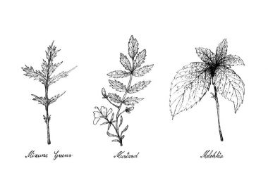 Elle çizilmiş Mizuna yeşil, hardal ve Melokhia